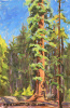 Giant Sequoia Morning